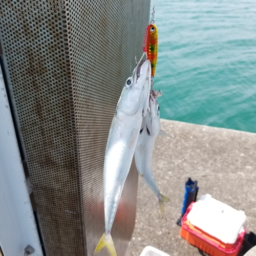 サバの釣果