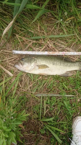 ブラックバスの釣果