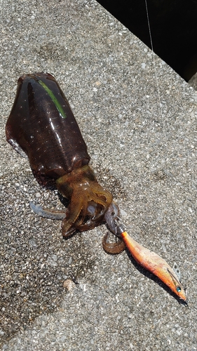 アオリイカの釣果