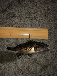ソイの釣果