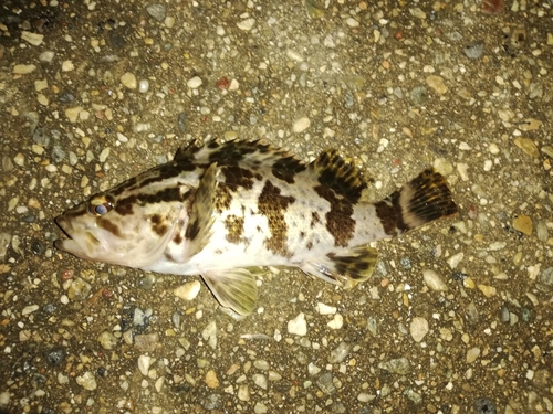 タケノコメバルの釣果