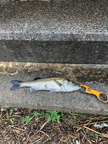 スズキの釣果