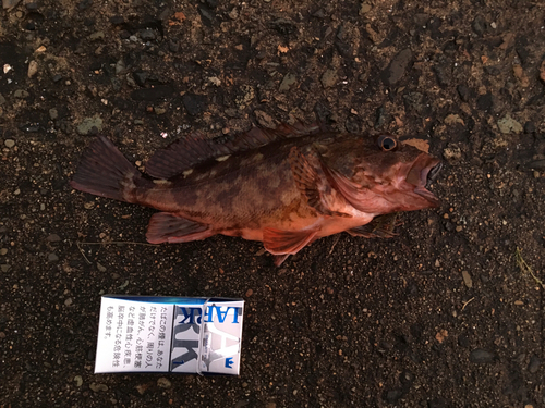 カサゴの釣果