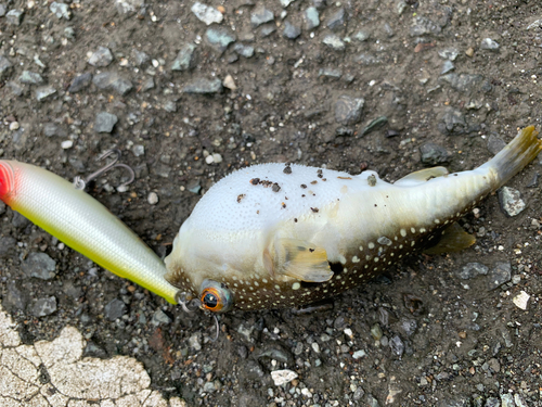 フグの釣果