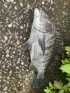 クロダイの釣果