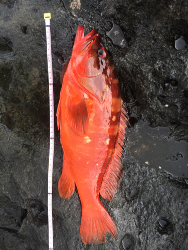 アカハタの釣果