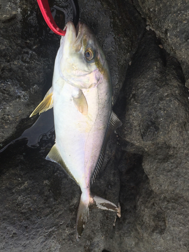 ショゴの釣果