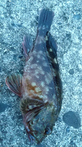 カサゴの釣果