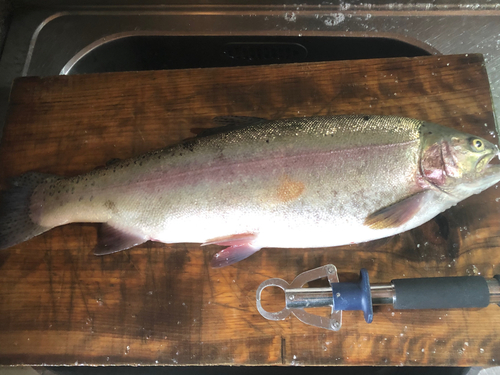 ヤシオマスの釣果