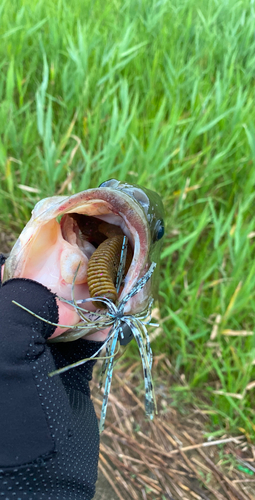 ラージマウスバスの釣果