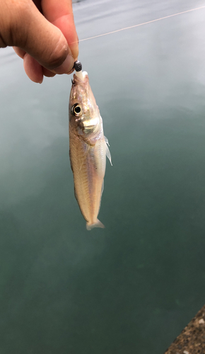 シロギスの釣果