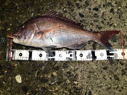 マダイの釣果