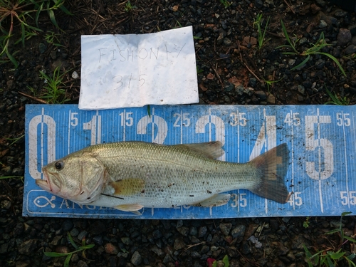 ブラックバスの釣果