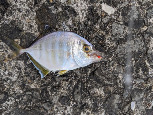 カイワリの釣果