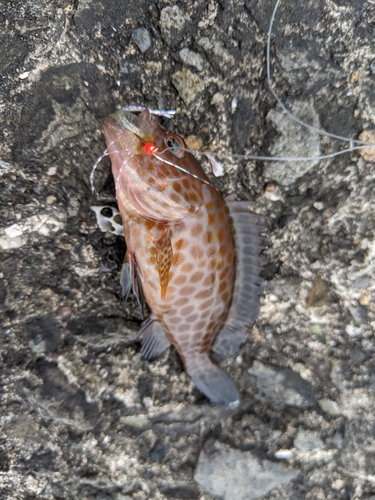 オオモンハタの釣果