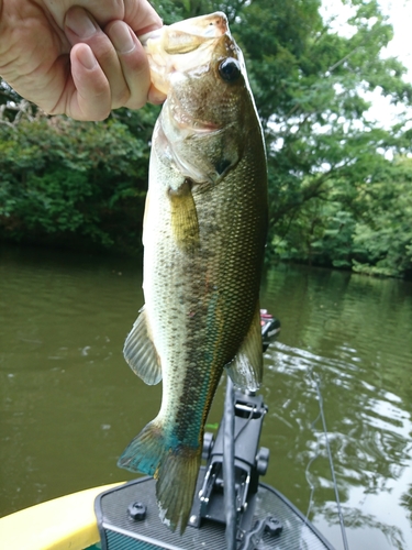 ラージマウスバスの釣果