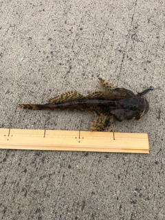 ニジカジカの釣果