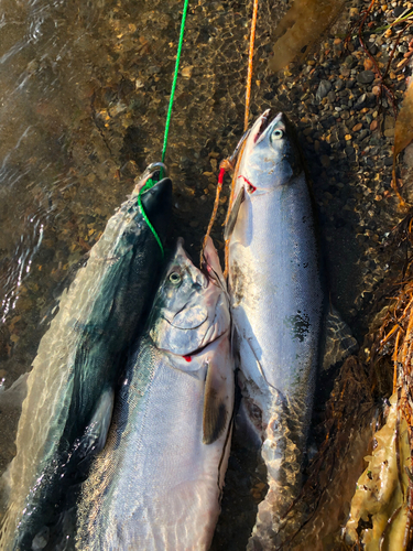 カラフトマスの釣果