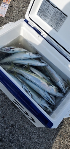 サバの釣果