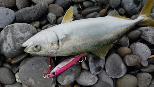 ワカシの釣果