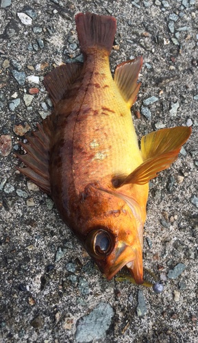 アカメバルの釣果