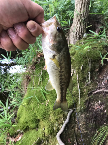 ラージマウスバスの釣果