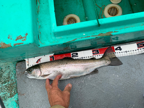 ニジマスの釣果