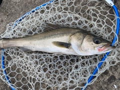 フッコ（マルスズキ）の釣果