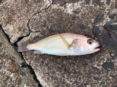 イシモチの釣果