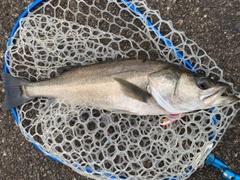 フッコ（マルスズキ）の釣果