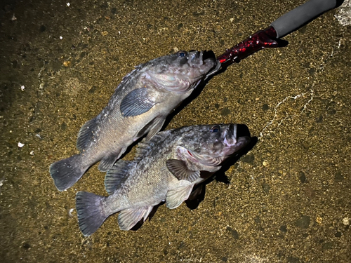 クロソイの釣果