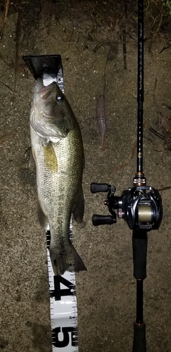 ブラックバスの釣果