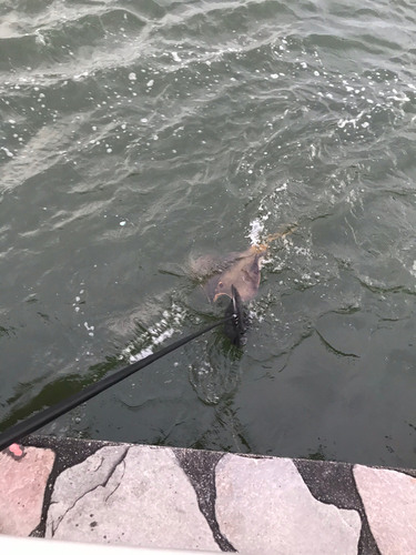 アカエイの釣果