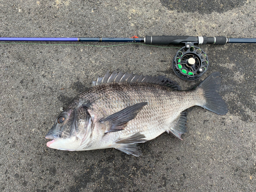 クロダイの釣果