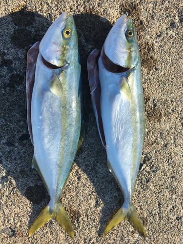 イナダの釣果