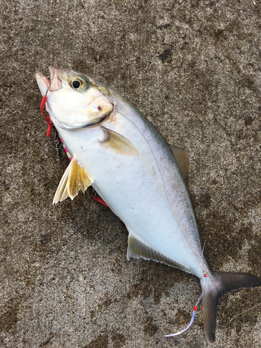 ショゴの釣果