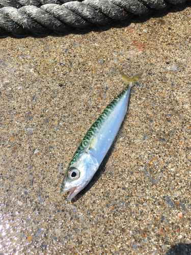 サバの釣果