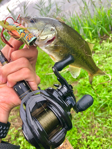 ラージマウスバスの釣果