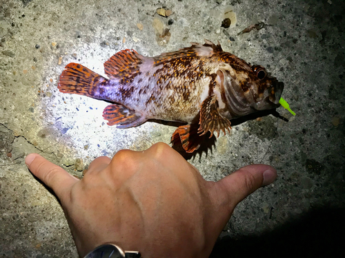 オウゴンムラソイの釣果