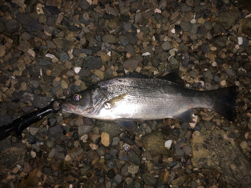 ヒラスズキの釣果