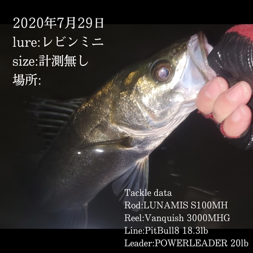 シーバスの釣果