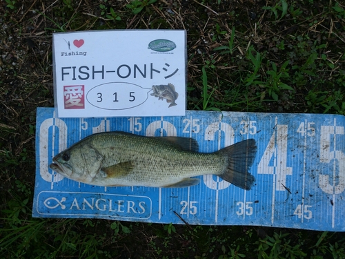 ブラックバスの釣果