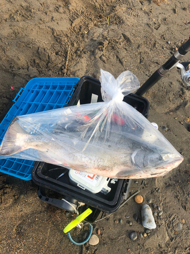 カラフトマスの釣果