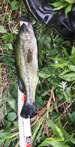 ブラックバスの釣果