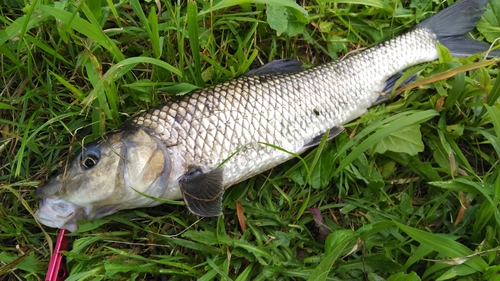 ニゴイの釣果