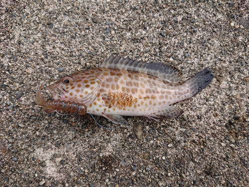 オオモンハタの釣果