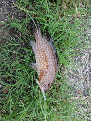 オオモンハタの釣果