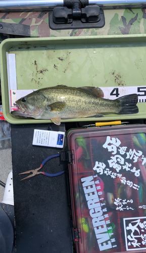 ブラックバスの釣果