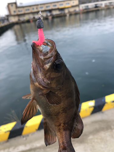 メバルの釣果