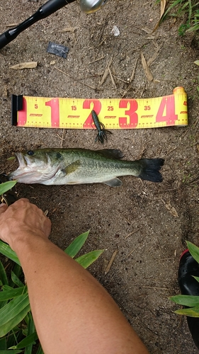 ブラックバスの釣果